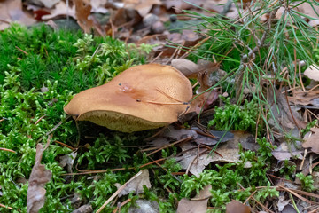 grzyb w lesie, suche liście © Arkadiusz