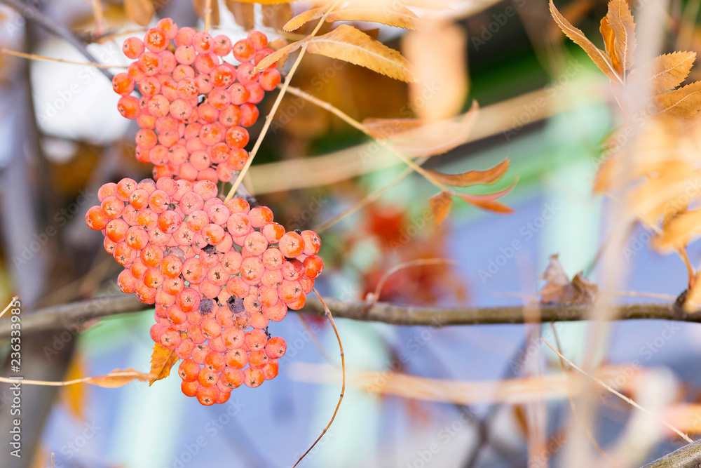 Wall mural two clusters of rowan on a tree