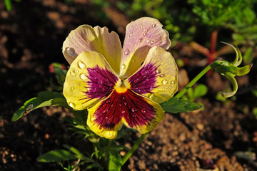 Viola tricolor in drops after rain