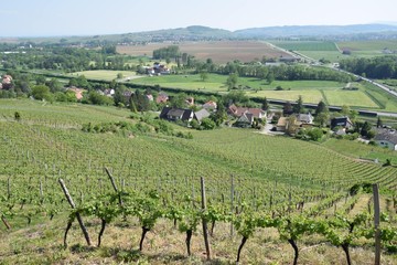 Fototapeta premium Village campagnard au cœur du vignoble