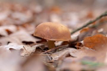 grzyb w lesie, suche liście