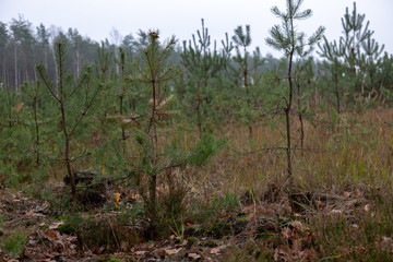 las młodych choinek, choinka