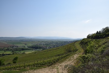Sentier viticole