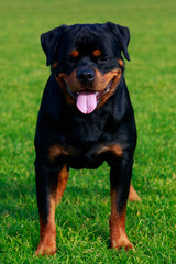 Dog breed Rottweiler