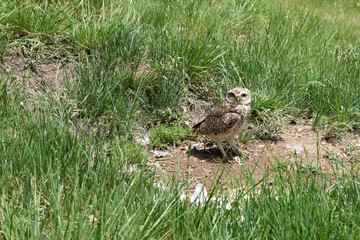 wild owl in its natural habitat in nature