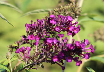 Torri fiorite viola