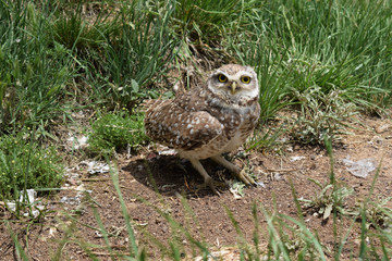 wild owl in its natural habitat in nature