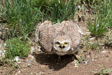 wild owl in its natural habitat in nature