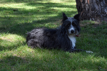 Photo of a dog schnauzer on the nature in the park