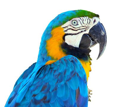 Fototapeta Blue Parrot