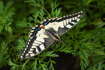 macro photo of big yellow butterfly