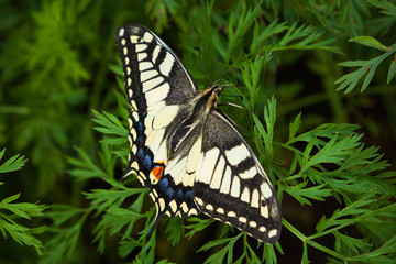 macro photo of a big yellow butterfly on the grass