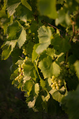 Bunch of grapes in the afternoon sun