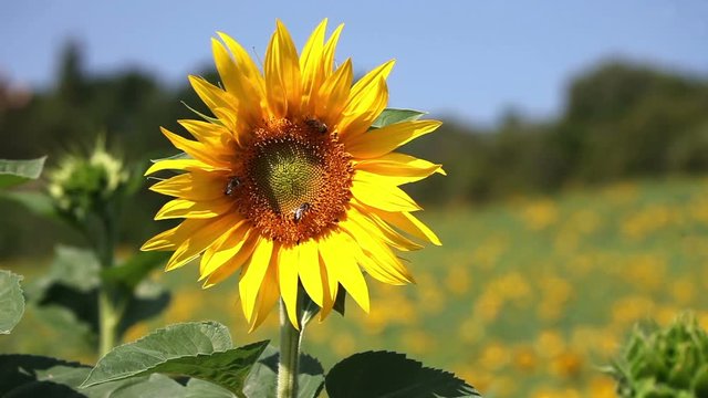 Bee on sunflower