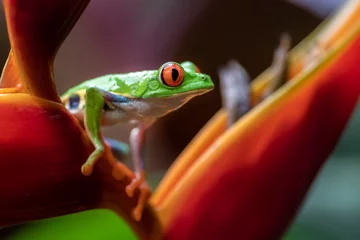 Deurstickers Red-eyed Tree Frog in Costa Rica  © Harry Collins