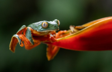  Frog in Costa Rica 