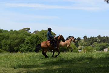 Farmer trying to catch a horse on the field