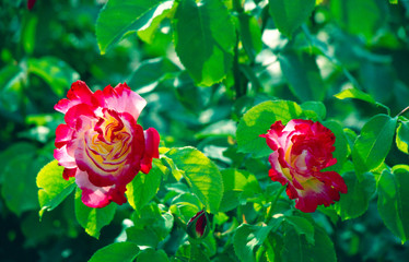 Obraz premium Rose
