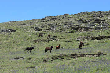 horses graze in the mountains