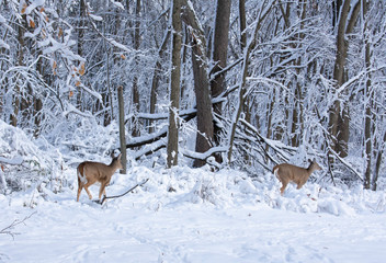 Two deer in a snowy winter forest
