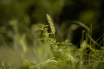 Depth