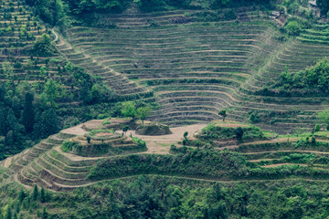 Reis-Terrassen bei Ping-An, China