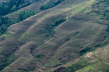 Reis-Terrassen bei Ping-An, China
