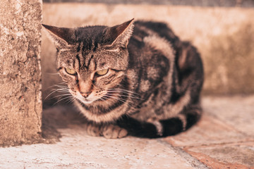 A beautiful slender cat sits peacefully on the street