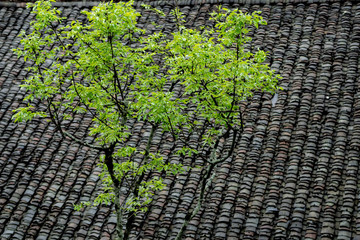 Gr&uuml;ner Baum vor Dachziegeln
