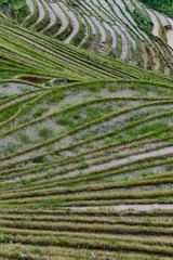 Reis-Terrassen bei Ping-An, China