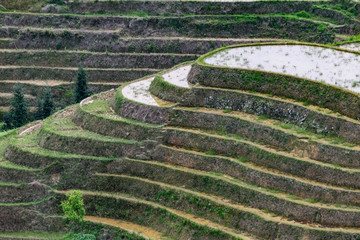 Reis-Terrassen bei Ping-An, China