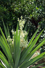 Obraz premium Fiore di Yucca