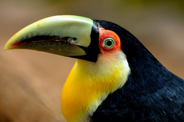 colorful toucan