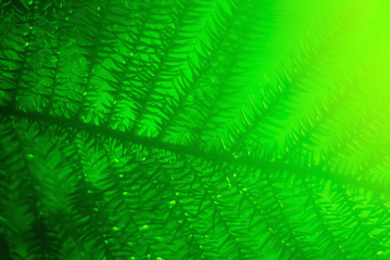 green blurred floral background with araucaria branch