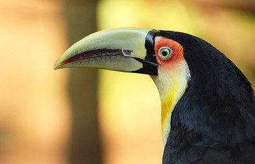 colorful toucan