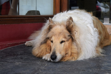 portrait of a collie breed dog that lies and rests