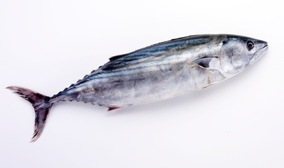 WHOLE FRESH SKIPJACK TUNA ON WHITE