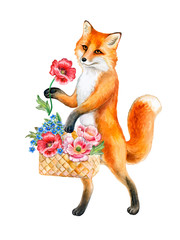Fox that Walk on Two Feet with flowers. Funny Fox with basket Walking On Two Legs isolated on white background. Watercolor. Illustration. Template. Hand drawn, close-up