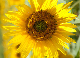 SUNFLOWER