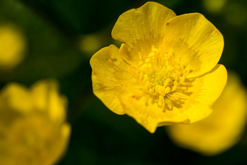 Blüten des gelben Hahnenfuß im Detail
