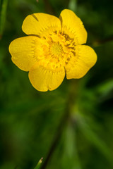 Hahenfußblüte im Detail