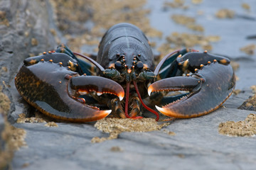 European Lobster (Homarus gammarus)/ Lobster on barnacle encrusted rock