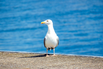 Möwe