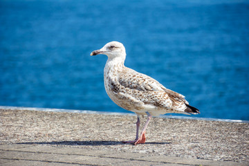 Möwe