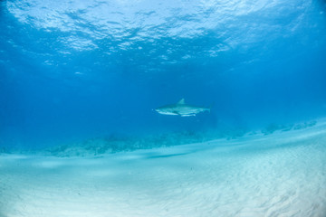 Tiger shark at Tigerbeach, Bahamas