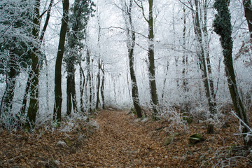 Obraz premium Winter forest rime