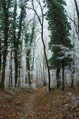 Winter forest rime
