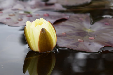 the yellow flower of the sacred lotus in the pond glows bright light