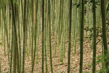 Bamboo grass stalk plants stems growing in California park like grove