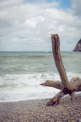 Fototapeta premium A dry tree trunk on the beach. Beach on a sunny but cold day in autumn. 